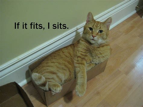 Image 268080 If It Fits I Sits Know Your Meme