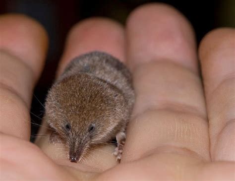 Etruscan Shrew Smallest Mammal On Earth By Weight 06 Oz The Same
