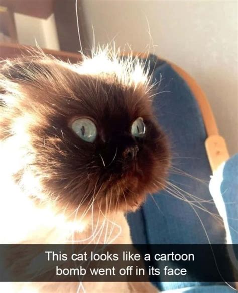 28 Random Cat Memes That May Provide The Perfect Distraction We All