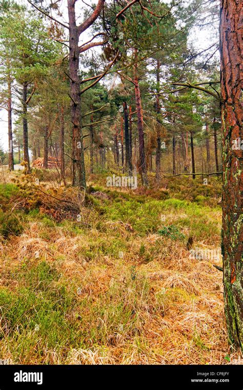 Holzeinschlag Im Cropton Forest Yorkshire Moors National Park