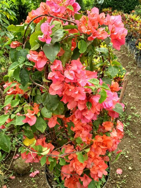 JUAL TANAMAN BUNGA KERTAS ORENToko tanaman hias houseplants shop toko