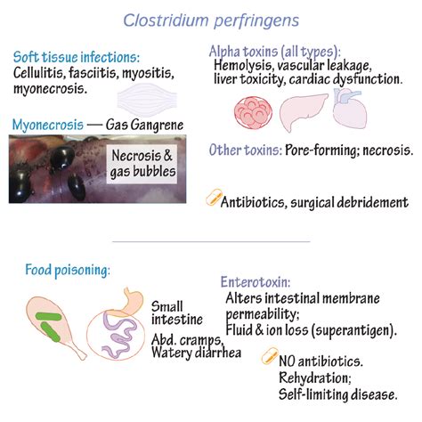 Immunologymicrobiology Glossary Clostridium Perfringens Infection