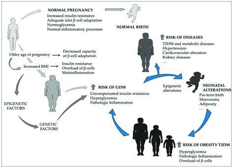 Gestational Diabetes Mellitus GDM Derived Effects In Offspring As Download Scientific Diagram