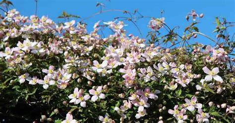 To prune clematis you really need to know to which group it belongs, namely clematis pruning groups 1,2 and 3. Pruning Clematis Montana - Group 1 clematis - how & when