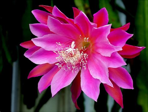 Epiphyllum Orchid Cactus A To Z Flowers