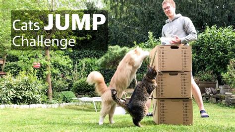 Cat Jump Challenge How High Will My Cats Jump For Food Youtube