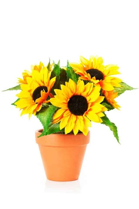 How To Grow Sunflowers In Pots Best Varieties Planting Guide And Care