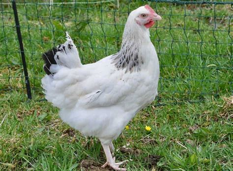 7 Forgotten Heritage Chicken Breeds Perfect For Eggs And Meat