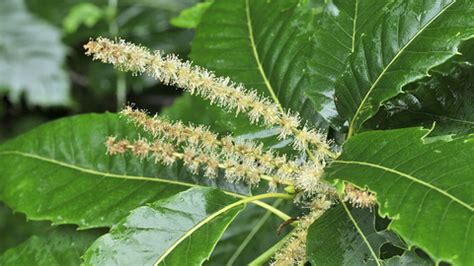 Read about pruning chestnut trees in this stark bro's growing guide article. Sweet chestnut | London Wildlife Trust