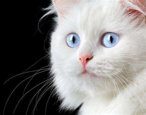The site owner hides the web page description. 蓝眼白猫：猫界仙气飘飘的"小聋女"_百科TA说