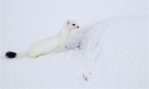 Photo Highlights Of The Day From Chanel To Arctic Weasels News The
