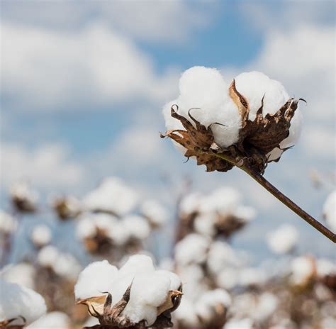 Focus on sustainability and conservation lead Louisiana cotton farm to ...