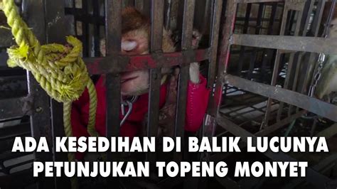 Kesedihan Di Balik Pertunjukan Topeng Monyet I Newsflash YouTube