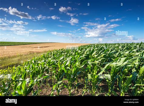 Corn Field Rows In Summer Stock Photo Alamy