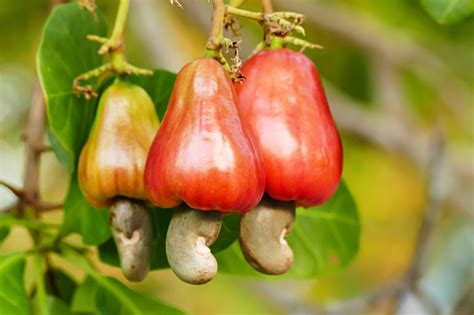 Have plenty for jams, jellies, canning, eating fr. Cashew Nut Fruits Stock Photo - Download Image Now - iStock