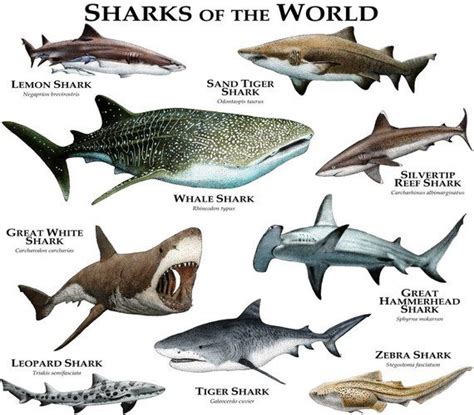 Sharks Of The World Poster Print Etsy Shark Types Of Sharks