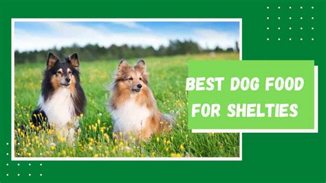 Alpo come & get it! Best Dog Food for Shelties of 2021 Reviews