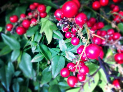 Free Images Branch Fruit Berry Flower Food Red Produce