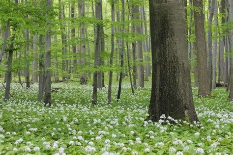 Germany Thuringia View Of Spring Forest With Ramsons Stock Photo