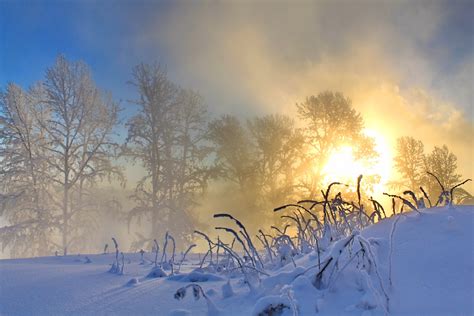 Morning Winter Snow Sun Nature