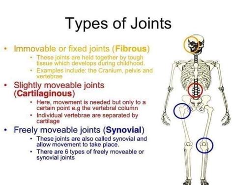 最新 Freely Movable Joints Examples 154059 What Are The Different Types