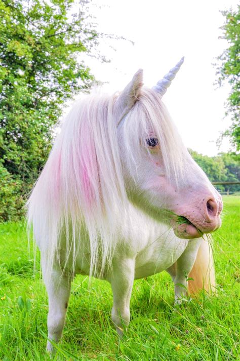 My Little Unicorn - Pony Parties Surrey