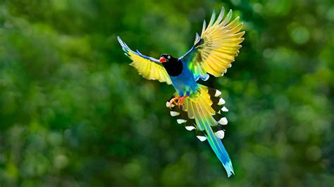 Full animal wallpapers free desktop. Colorful Bird Animal Wallpaper 898 2560x1440 - Wallpaper ...