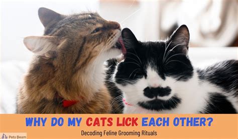 Why Do My Cats Lick Each Other Decoding Feline Grooming Rituals