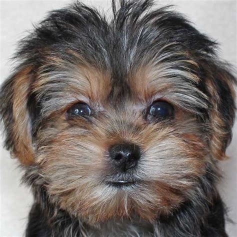 This adorable morkie puppy is currently available for sale in our luxury south florida puppy boutique! Morkie Puppy for Sale in Boca Raton, South Florida.