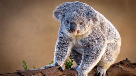 Hintergrundbild Für Handys Koala Tier Tiere Schnauze Stones
