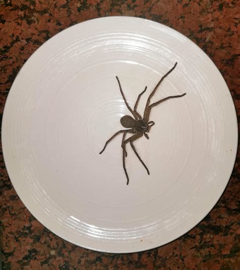 For Those Of You Who Think We Have Dinner Plate Sized Huntsmen In
