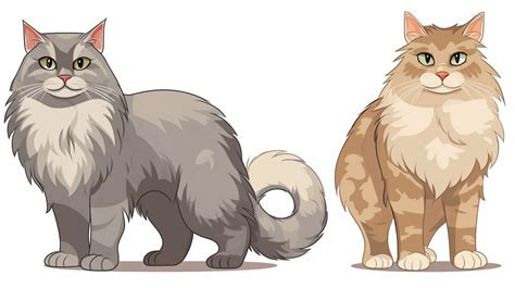 Domestic Long Hair Vs Maine Coon