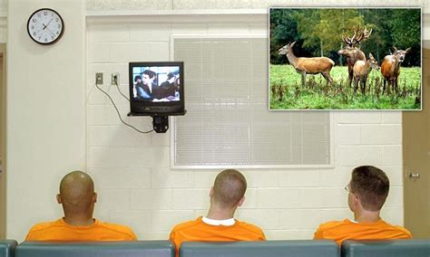 Nature Documentaries Such As Planet Earth Can Keep Prisoners Calm