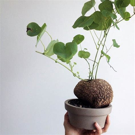 Maybe you would like to learn more about one of these? Lucky Plant Stephania Erecta 风水聚财乌龟, Gardening, Plants on ...