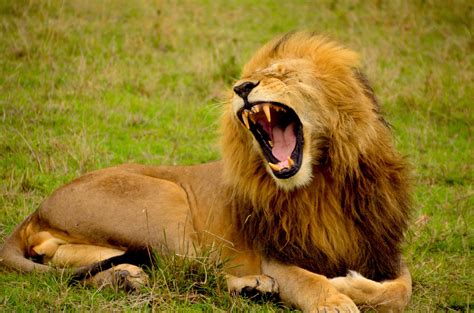 Wallpaper Id 200004 A Male Lion Roaring While Lying On Grass Mighty