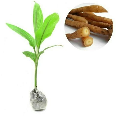Jual Tanaman Herbal Temu Kunci Pohon Temu Kunci Obat Alami Shopee