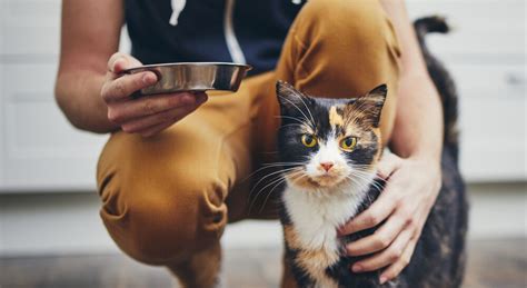 Are cats carnivores? - Pet Advice Articles- Vital Pet Club