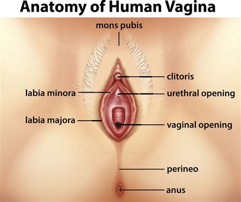 Inadecuado Uluru Efectivo External Genitalia Anatomy Navegaci N