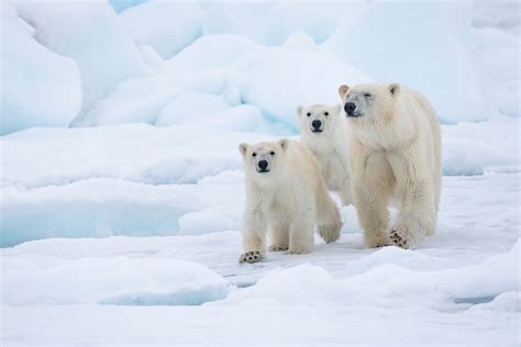 Polar Bear Scorecard 2018 Wwf Arctic