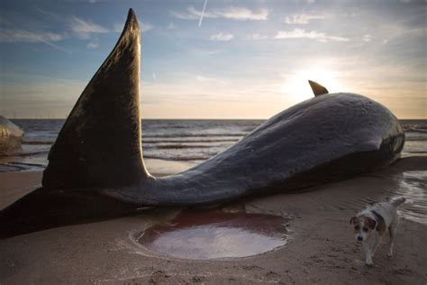Three Dead Sperm Whales Washed Ashore On English Beach Cnn