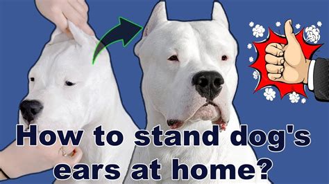 How To Stand Dogs Ears At Home Youtube
