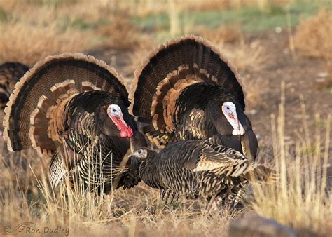 Two Displaying Tom Wild Turkeys With Their Eyes On The Prize