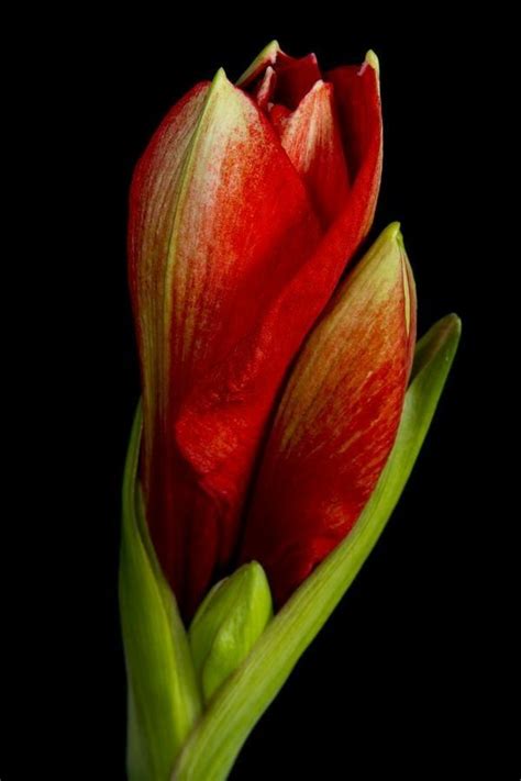 Pin by wedad l on flowers | Amaryllis flowers, Flowers photography, Amazing flowers