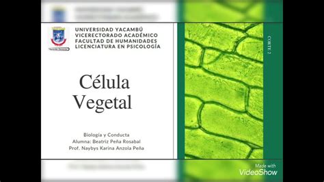 Modelo Celular Célula Vegetal Beatriz Peña Rosabal Youtube