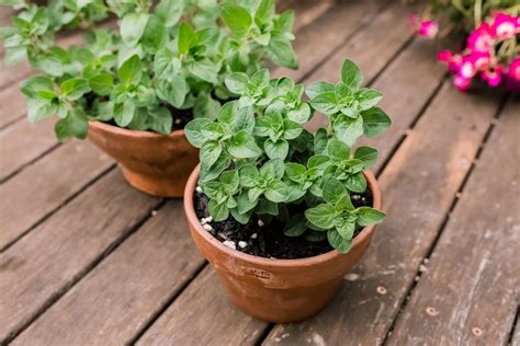 How To Grow And Care For Oregano