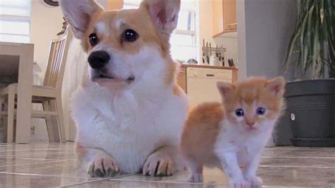 Corgi And Kitten Become Friends The Pooch Lover