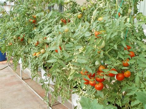 Buy Saraswati Gardens Hybrid Tomato High Yield Pusa Ruby Seeds For