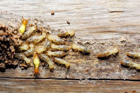 Termites Terminix® Service Inc 1 In Pest Control And Termite