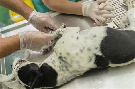 Dog Being Examined At The Veterinary Clinic Stock Image Image Of