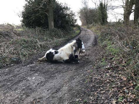 Do You Know Who Dumped Dying Pony On Maidstone Footpath